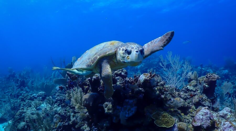 10 Unforgettable Things to Do in the Caribbean Beyond the Beach